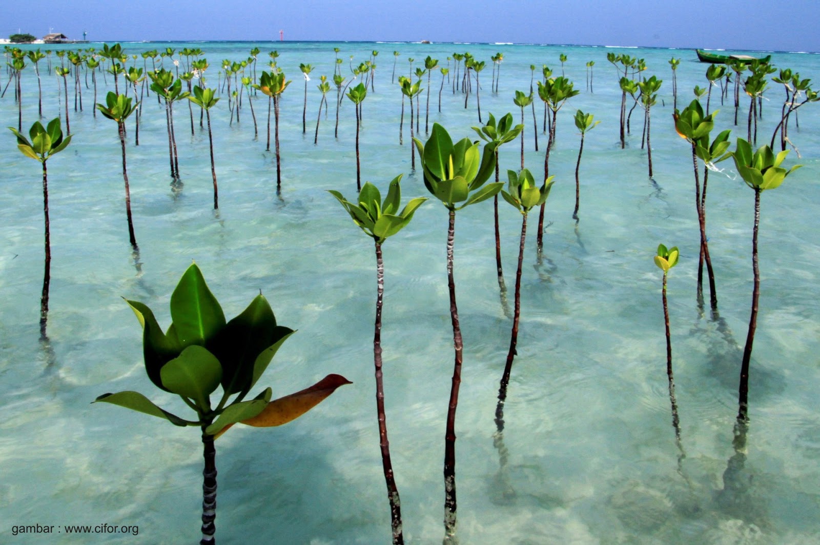 Jenis - Jenis Mangrove