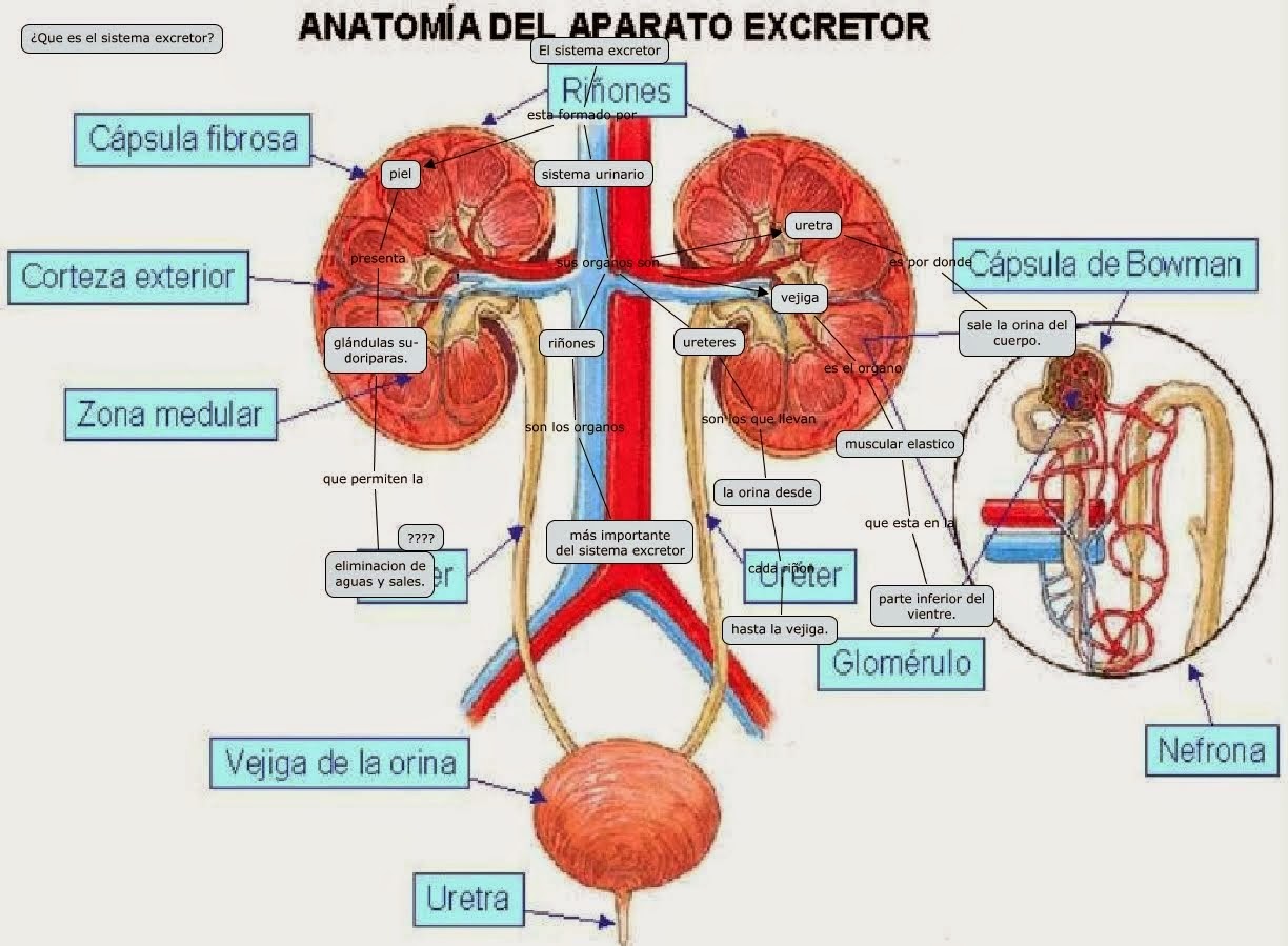  El aparato excretor