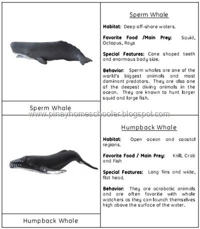 whale preview