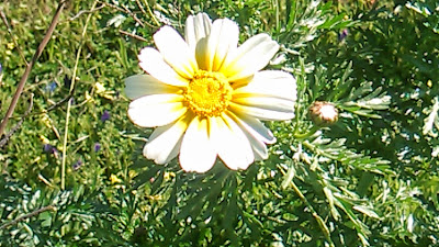 bellis perennis