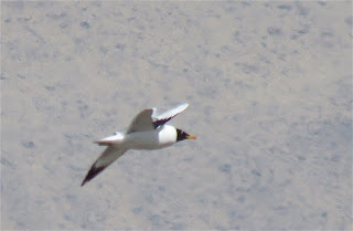 Pallas's Gull