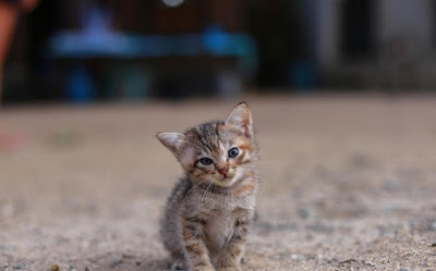 cute cats wallpaper free download 52