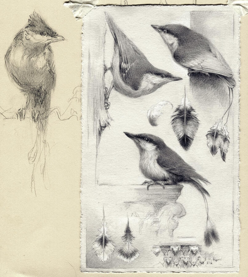 02-Little-plump-birds-Creature-Drawing-Petra-Frankova-www-designstack-co