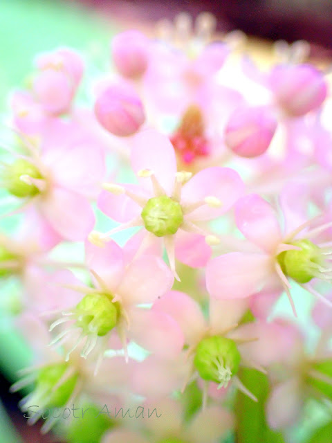 Phytolacca japonica