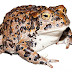Yosemite toad