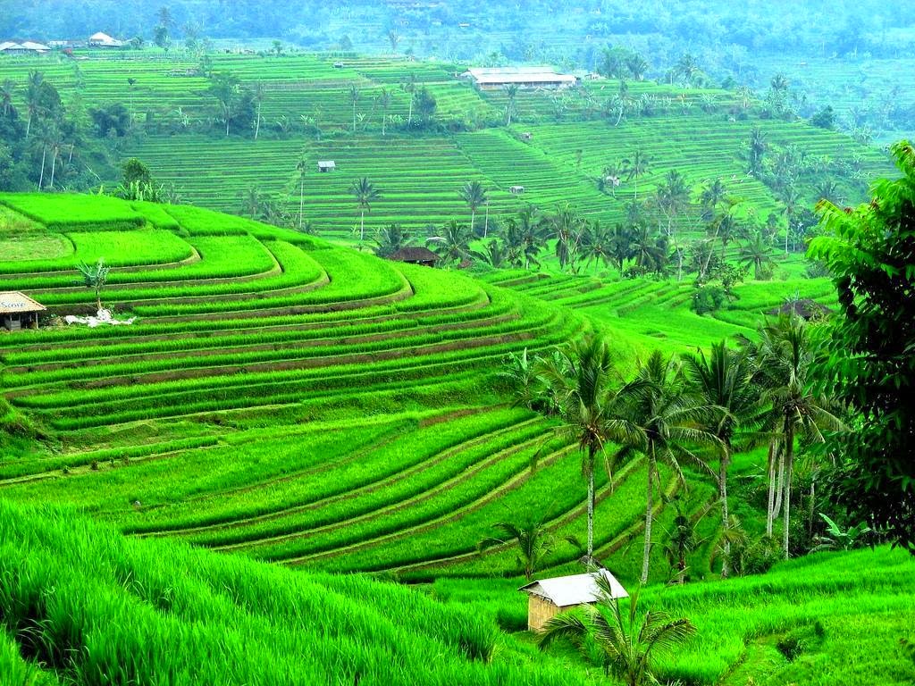 Sistem Subak Potret Bali Yang Lestari Indonesia nan Elok
