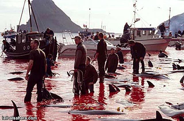 A ritual of killing dolphins