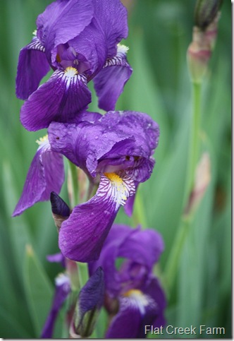 iris1