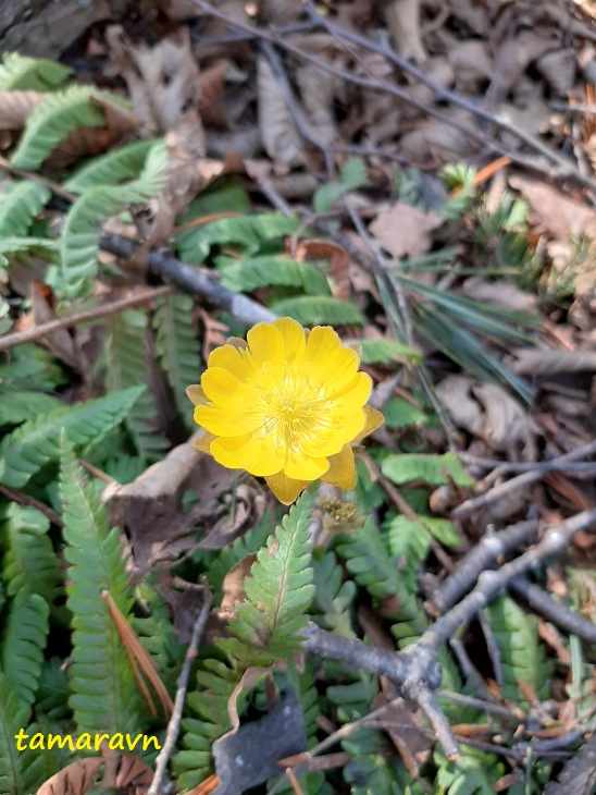 Адонис амурский (Adonis amurensis)