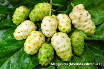 Buah Mengkudu