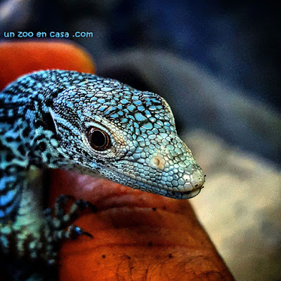 Varanus macraei, the blue tree monitor