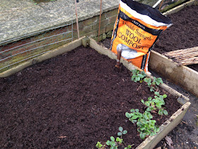 Urban Veg Patch: Improving soil with Dalefoot Double Strength compost
