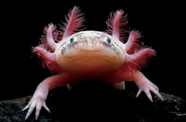 Aksolotl