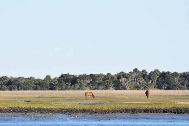 Mustang Mission works to protect Cumberland Island's Wild Horses.