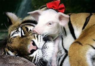 Small pig female with Tiger mom, sweet