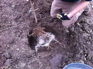 String lines for planting straight Heron's Nest Farm