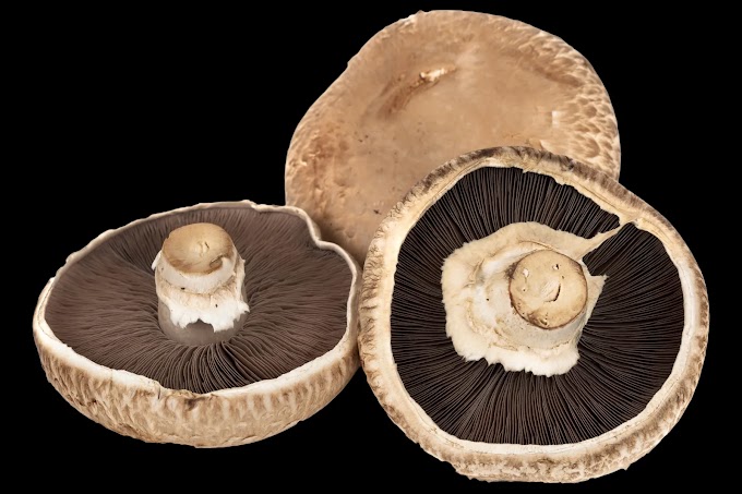 Edible/Cultivated Mushroom Species | Edibility Of Mushroom Species | Which Mushrooms Are Edible In Nature?