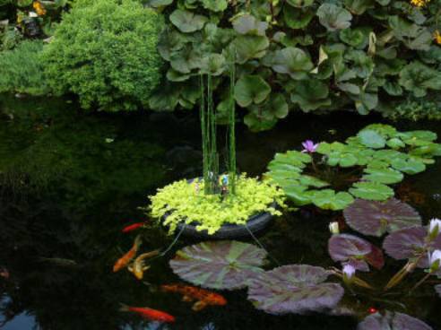 pond plants