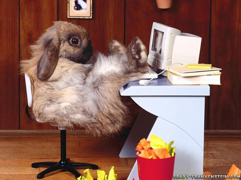 funny wallpapers rabbit at work