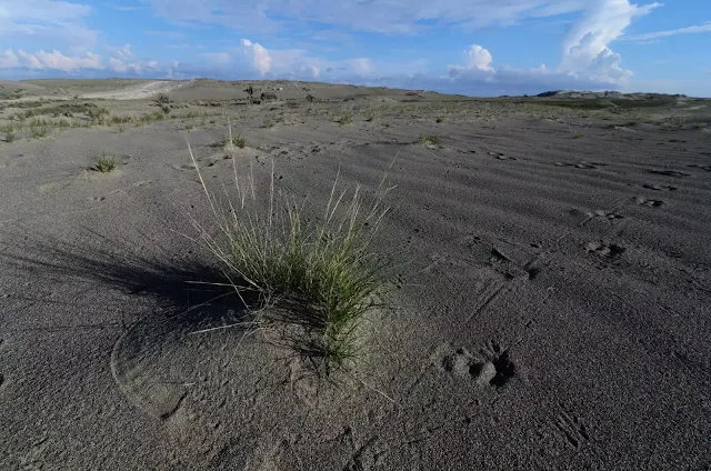 Thrive Culili Point Sand Dunes Paoay Ilocos Norte Philippines