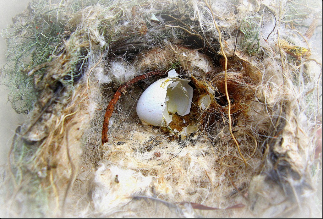 nest3