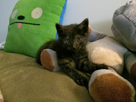 Funny cats - part 91 (40 pics + 10 gifs), tiny black kitten with his doll