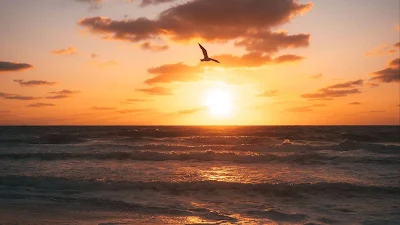 Wallpaper Bird, Sunset, Beach, Coast, Horizon