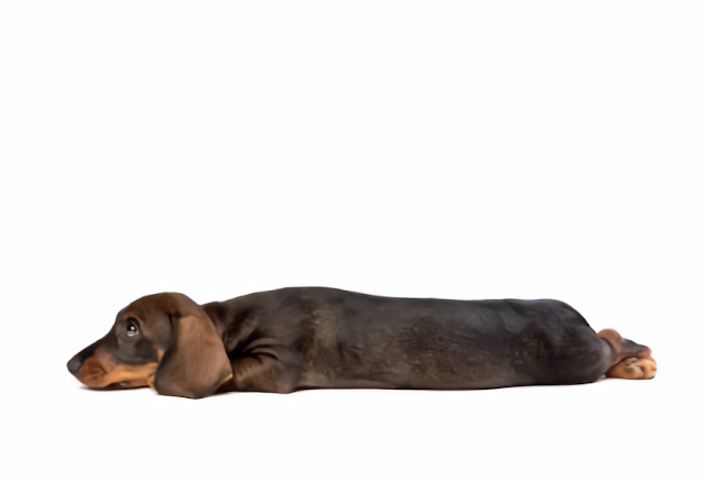 Dachshund (Salsicha)