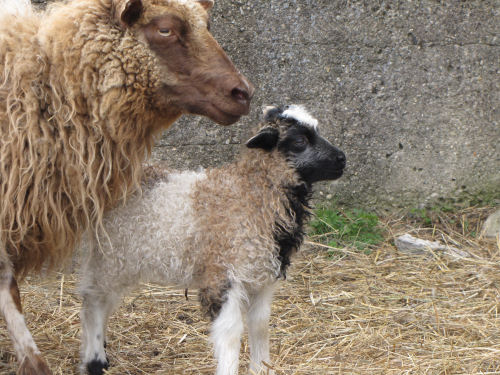 icelandic lambs