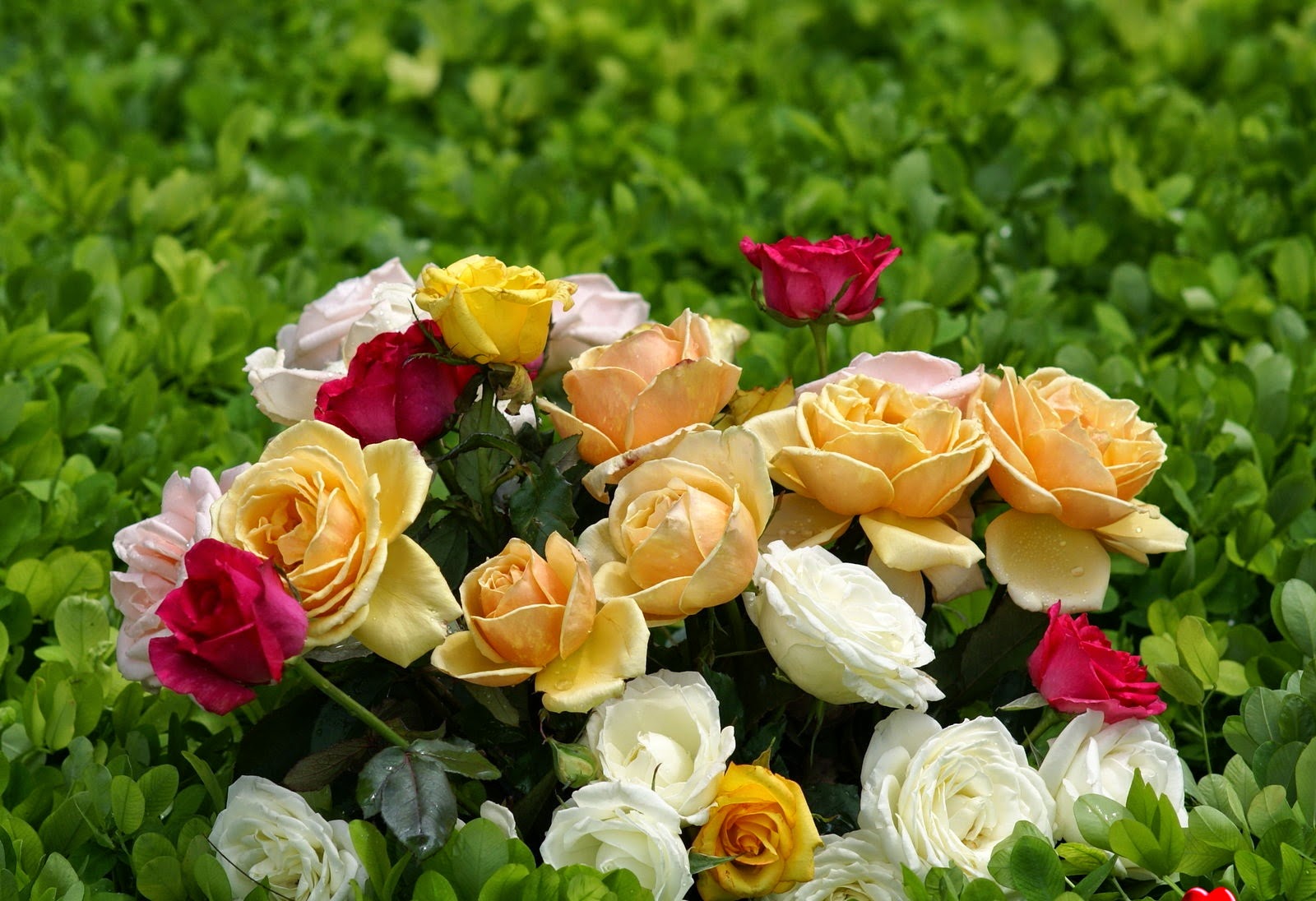 Very Beautiful Flowers Wallpapers - FREE ALL HD WALLPAPERS ...