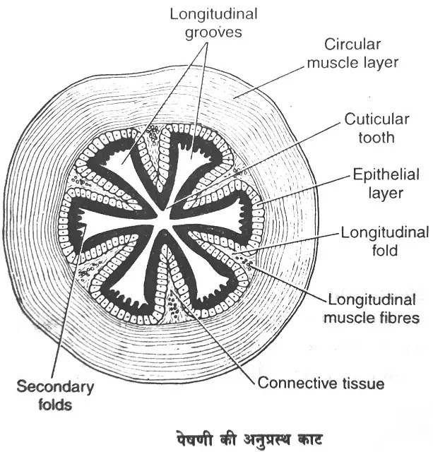 कॉकरोच के पाचन तंत्र का सचित्र वर्णन (Digestive System of Cockroach)hindi