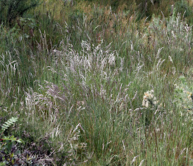 Wavy hair-grass, Deschampsia flexuosa, on the acid heath on Keston Common.  14 May 2011. Taken with a Canon EOS 450D and a Canon EF 28-135 f/3.5-5.6 IS USM lens.