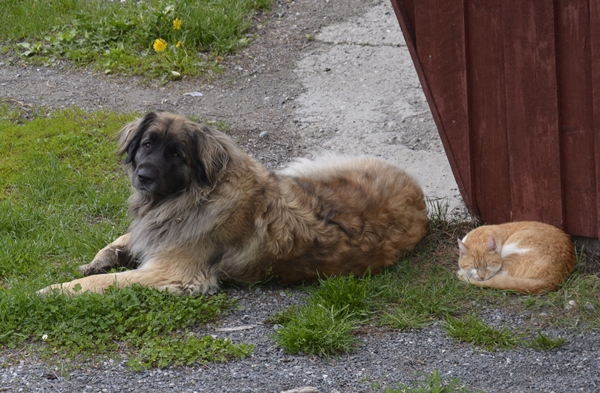 leonberger