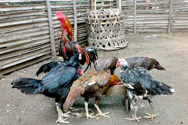 Tentang Cara Ternak Ayam Kampung Secara Umum