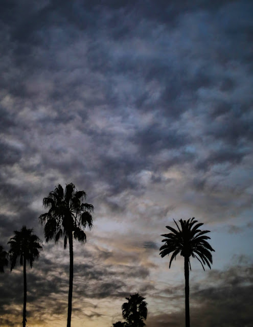 Captiva Island Palm trees lining the street at sunset