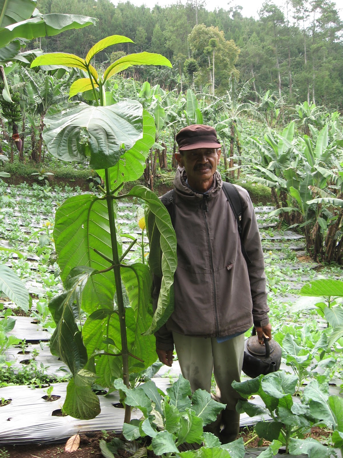 Lembang Farm