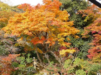 樹齢100年という古木の楓の樹