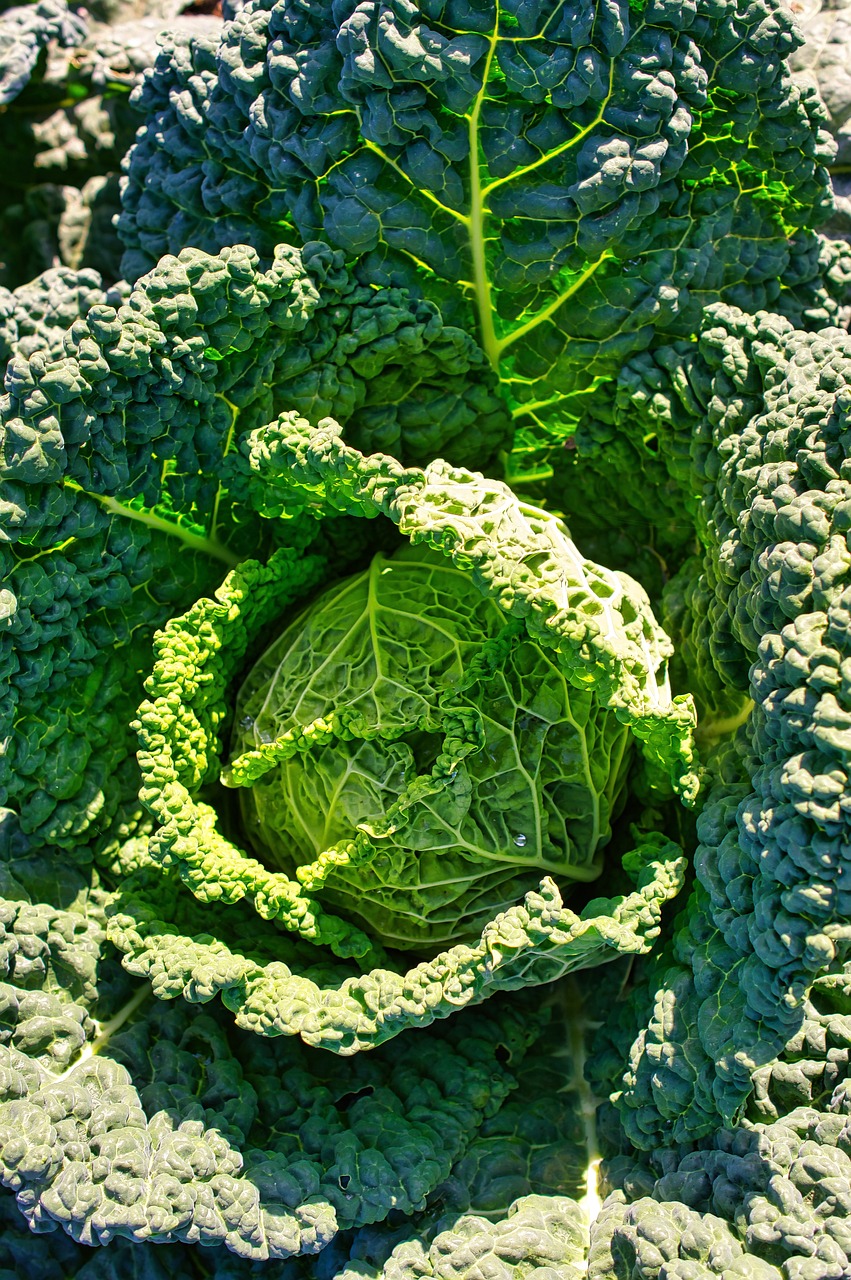 The cabbage plant, Brassica oleracea, is an herbaceous annual or biennial vegetable in the family Brassicaceae grown for its edible head.