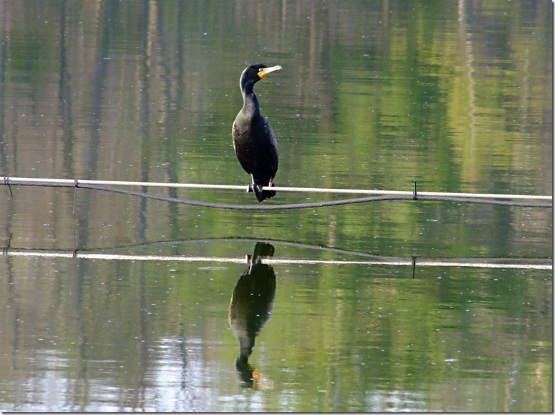 Double-Crested Cormorant