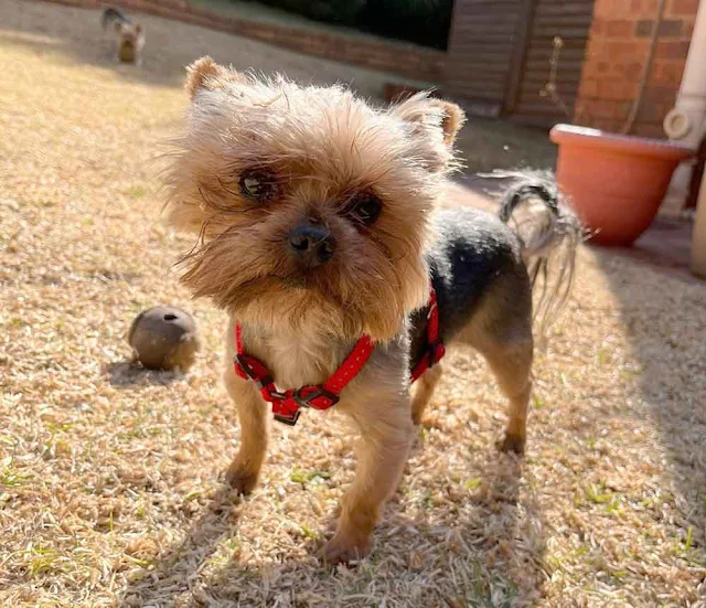 Charlie senior Male Yorkshire Terrier