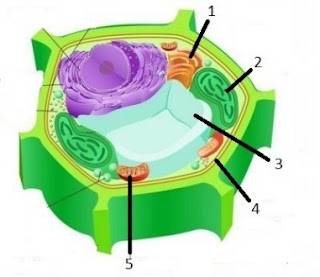  Soal  dan Pembahasan UN Tentang Sel  BANK SOAL  BIOLOGI