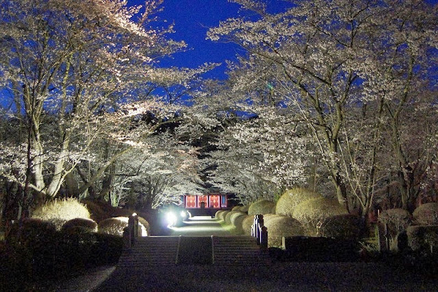 聖光寺の桜