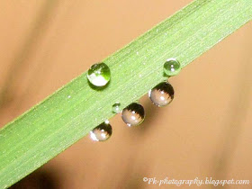 Dew Drops