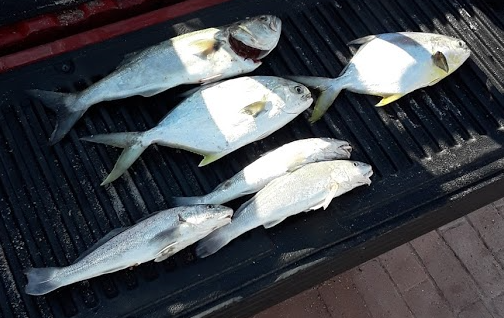 Florida, East Coast, Surf Fishing, Florida Surf Fishing, Florida Fishing, Fishing, Fishing Reports, Fish Reports, Anglers, 