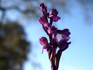 Orquídea (Anacamptis morio)
