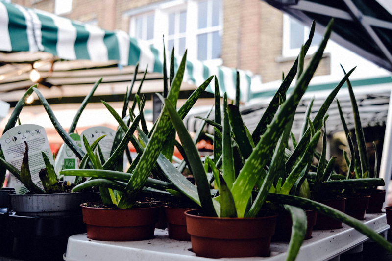 How to Propagate Aloe