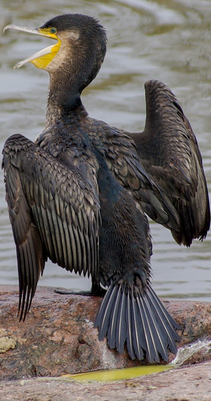 Cormorant with wings spread.