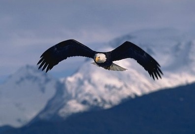 244917-eagle-wings_869