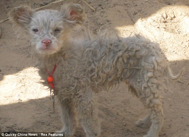 Sheep Gives Birth To Dog