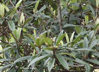 Loquats in tree - Senator Fong's Plantation and Gardens, Oahu, HI